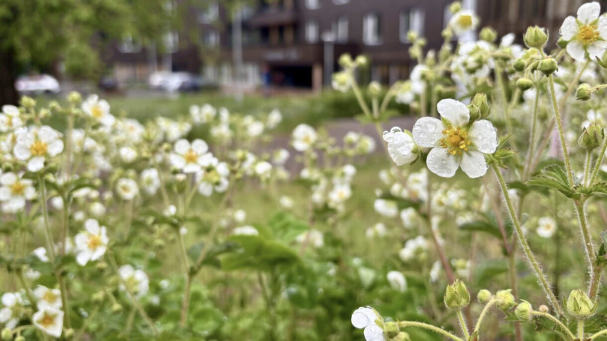 Eng av Kvitmure med Tåsen sykehjem i bagrunnen