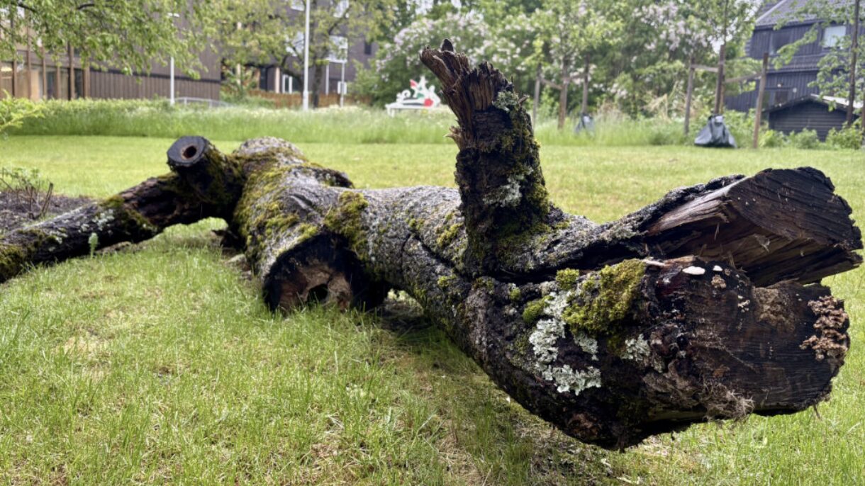 Død ved fra et gammelt tre som man har latt ligge i parken av hensyn til artsmangfold.