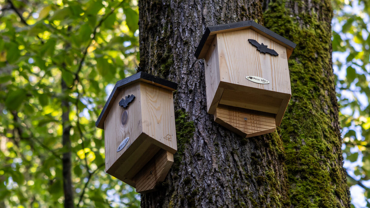 Flaggermuskasse i tre