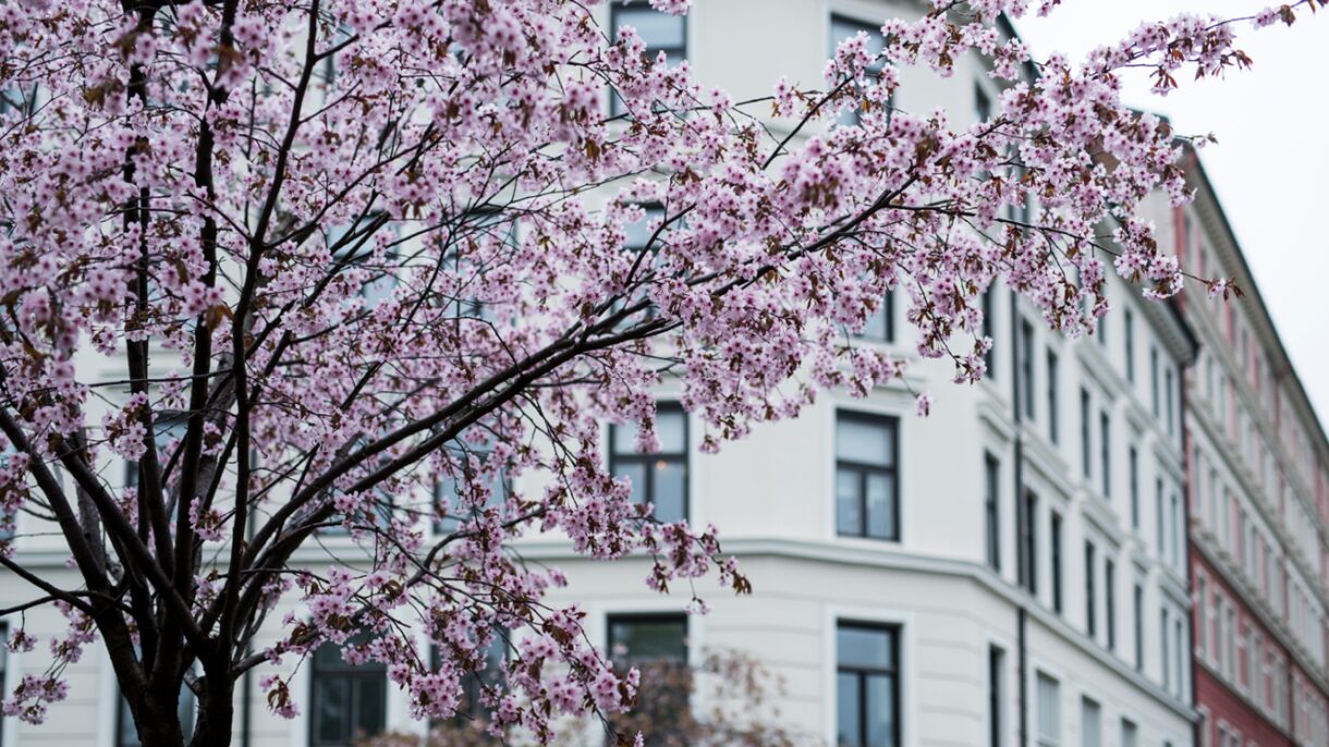 Torsdag 25. mai kan du bli med på fagdag om trær i byutviklingen.