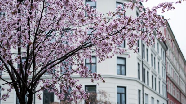 Torsdag 25. mai kan du bli med på fagdag om trær i byutviklingen.