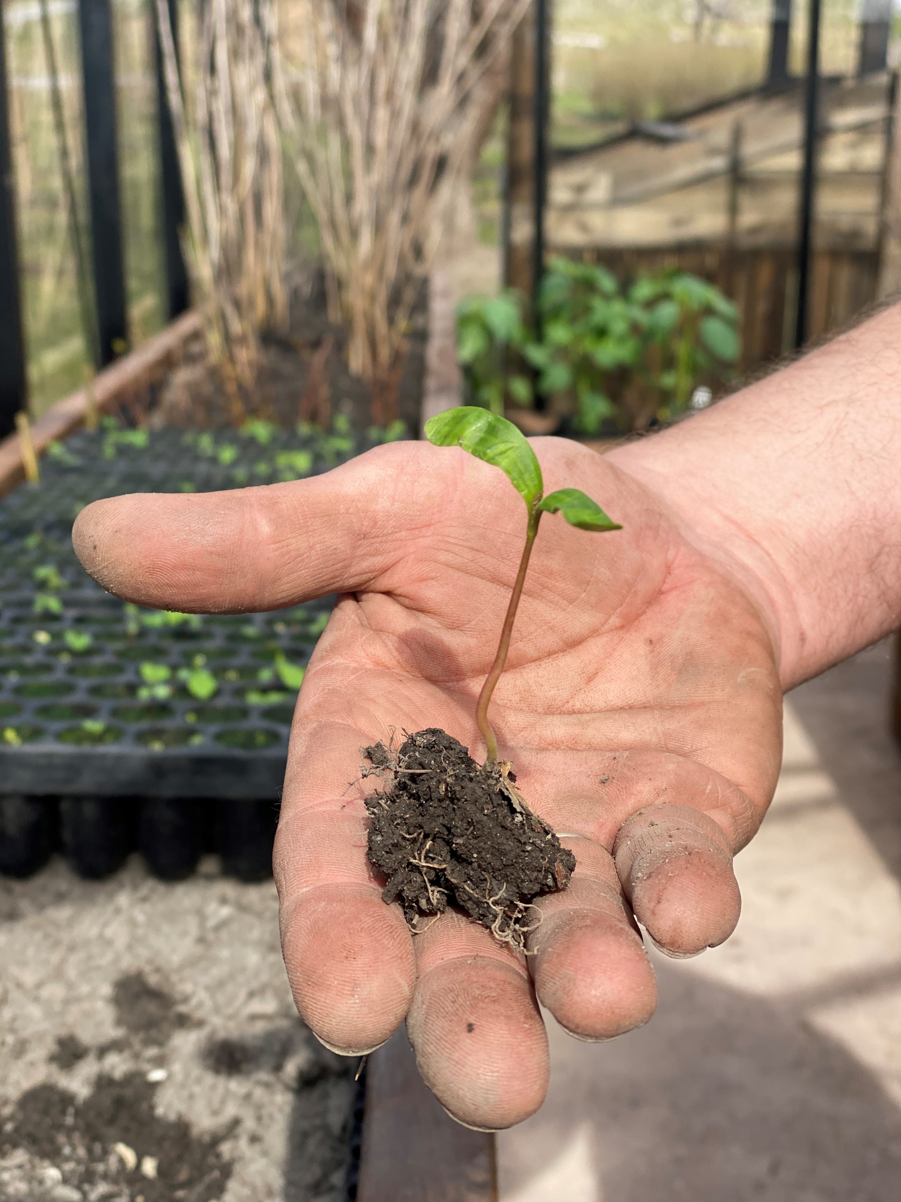 Lilleakerbyen_treplanting